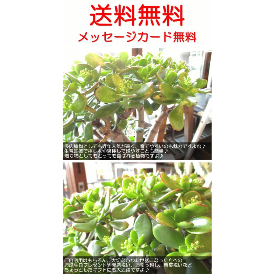 現在花芽付きです お金のなる木 花月 成金草 5号鉢サイズ 鉢植え 薫る