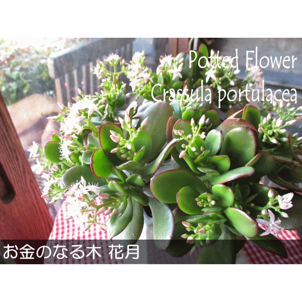 お金のなる木 花月 成金草 白色 スクエア 陶器鉢 鉢植え 送料無料 薫る花 庭木 多肉植物 カネノナルキ カゲツ クラッスラ ナリキンソウ ベンケイソウ Kagetu 02 薫る花 通販 Yahoo ショッピング