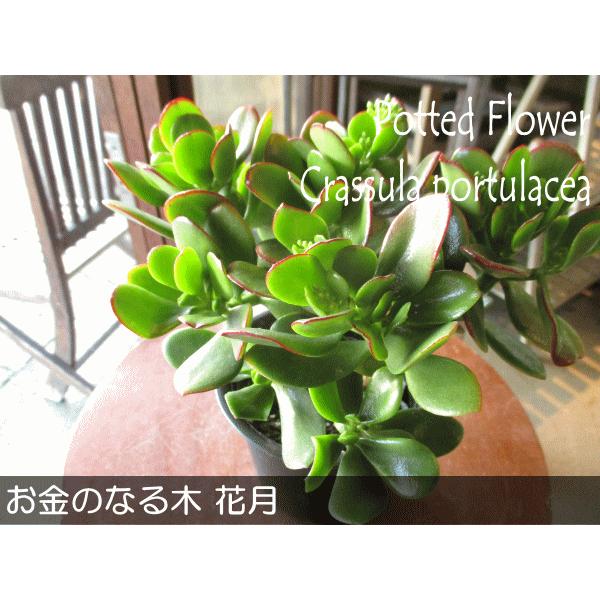 お金のなる木 花月 成金草 4号鉢サイズ 鉢植え 薫る花 庭木 多肉植物
