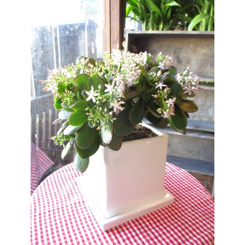 お金のなる木 花月 成金草 白色 スクエア 陶器鉢 鉢植え 薫る花 庭木 多肉植物 カネノナルキ カゲツ クラッスラ ナリキンソウ ベンケイソウ Kagetu 02 薫る花 通販 Yahoo ショッピング
