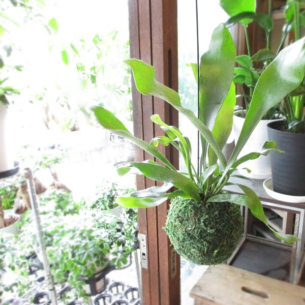 コウモリラン ビカクシダ 苔玉仕立て Sサイズ ワイヤー吊り玉 コウモリラン ビカクシダ 苔玉仕立て Sサイズ ワイヤー吊り玉