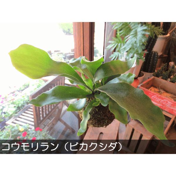 コウモリラン ビカクシダ 苔玉仕立て Sサイズ ワイヤー吊り玉仕立て ネザーランド 蝙蝠蘭 鹿角シダ 送料無料 薫る花 観葉植物 吊り下げ ぶら下げ コケ玉 Koumori 01 薫る花 通販 Yahoo ショッピング
