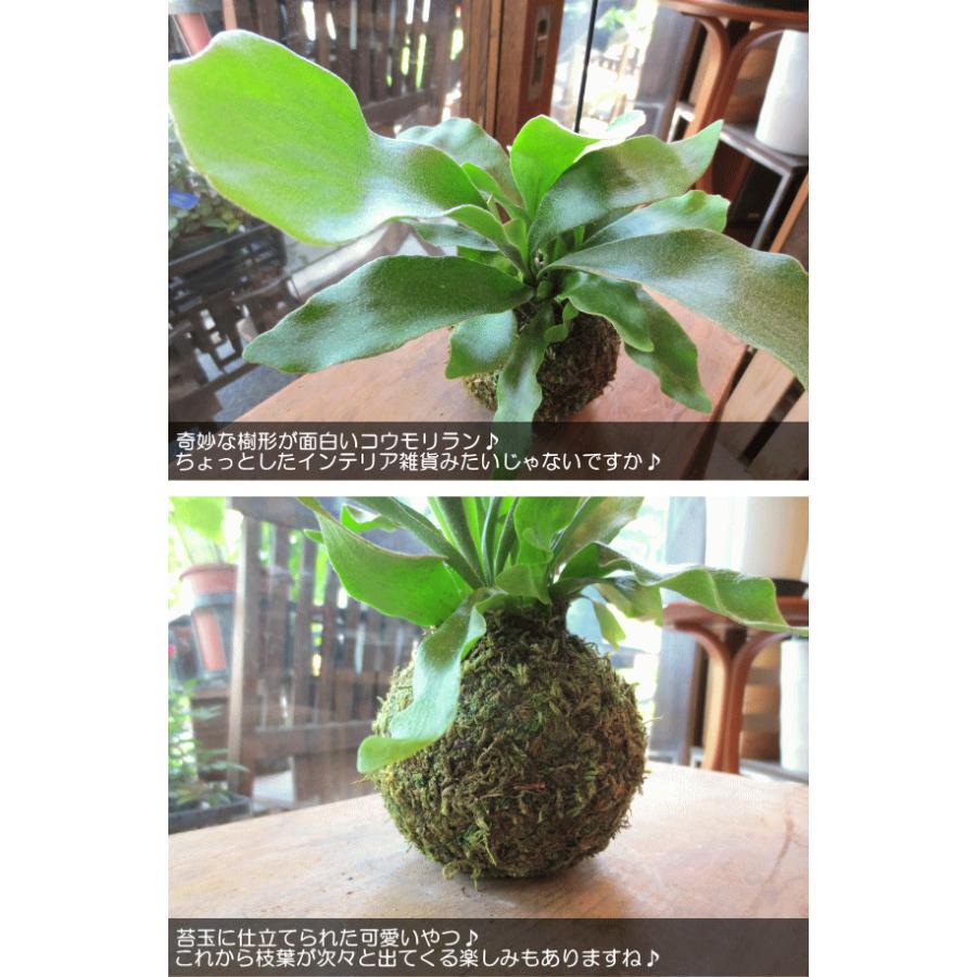 コウモリラン ビカクシダ 苔玉仕立て Sサイズ ワイヤー吊り玉仕立て ネザーランド 蝙蝠蘭 鹿角シダ 送料無料 薫る花 観葉植物 吊り下げ ぶら下げ コケ玉 Koumori 01 薫る花 通販 Yahoo ショッピング