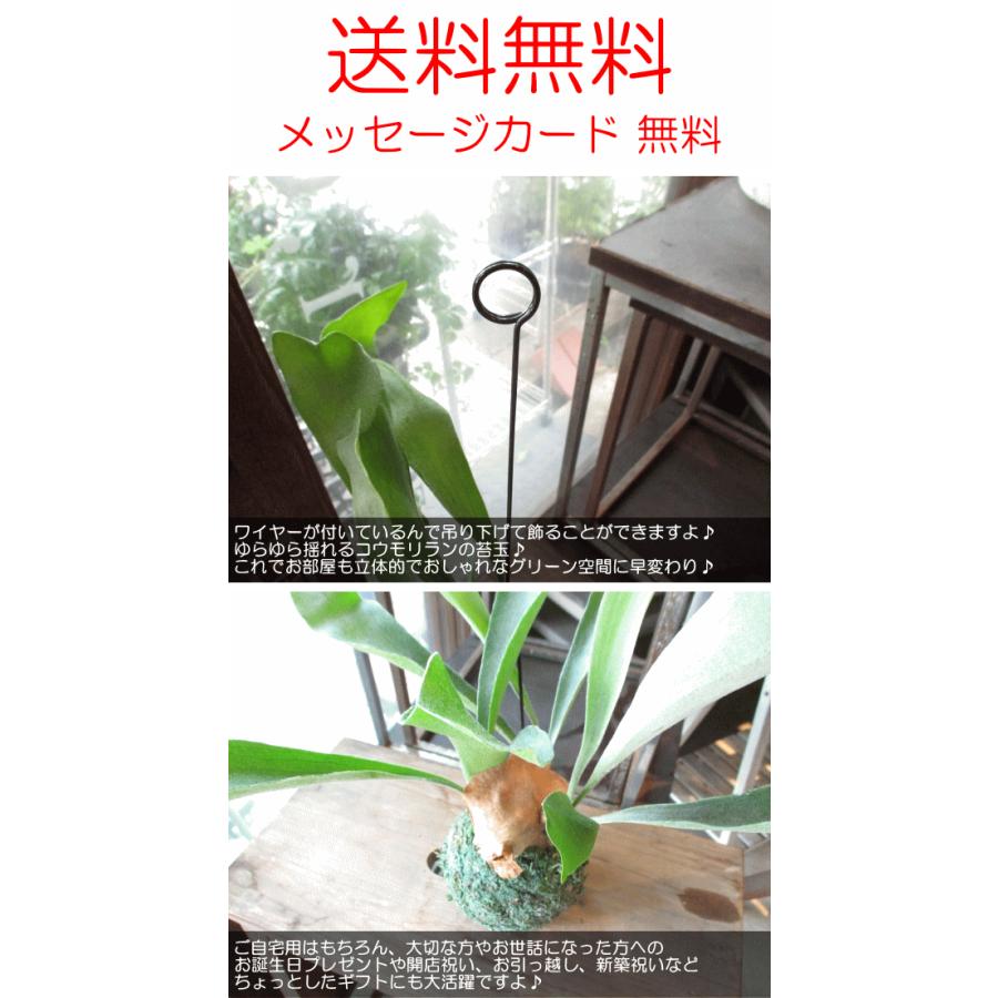 コウモリラン ビカクシダ 苔玉仕立て Sサイズ ワイヤー吊り玉 コウモリラン ビカクシダ 苔玉仕立て Sサイズ ワイヤー吊り玉