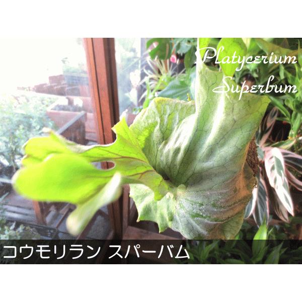 【超特大】コウモリラン（ビカクシダ）スパーバム　6寸鉢 f6601.jpg