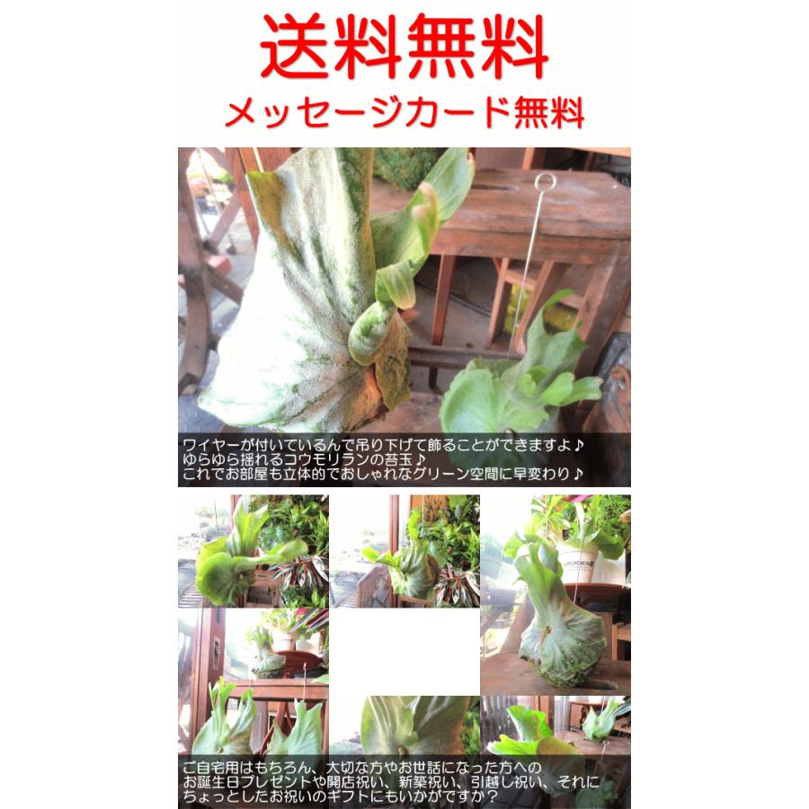 コウモリラン ビカクシダ スパーバム 苔玉仕立て Mサイズ ワイヤー吊り玉仕立て 蝙蝠蘭 鹿角シダ 送料無料 薫る花 観葉植物 吊り下げ ぶら下げ コケ玉 Koumori 06 薫る花 通販 Yahoo ショッピング