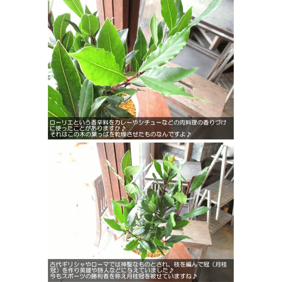 月桂樹 ローリエ 5号鉢サイズ 鉢植え 苗木 ゲッケイジュ ローレル 薫る