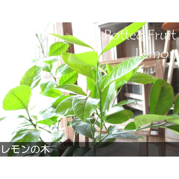 現在実付きです】レモン リスボン 約0.7m 苗木 苗 レモンの木 薫る花