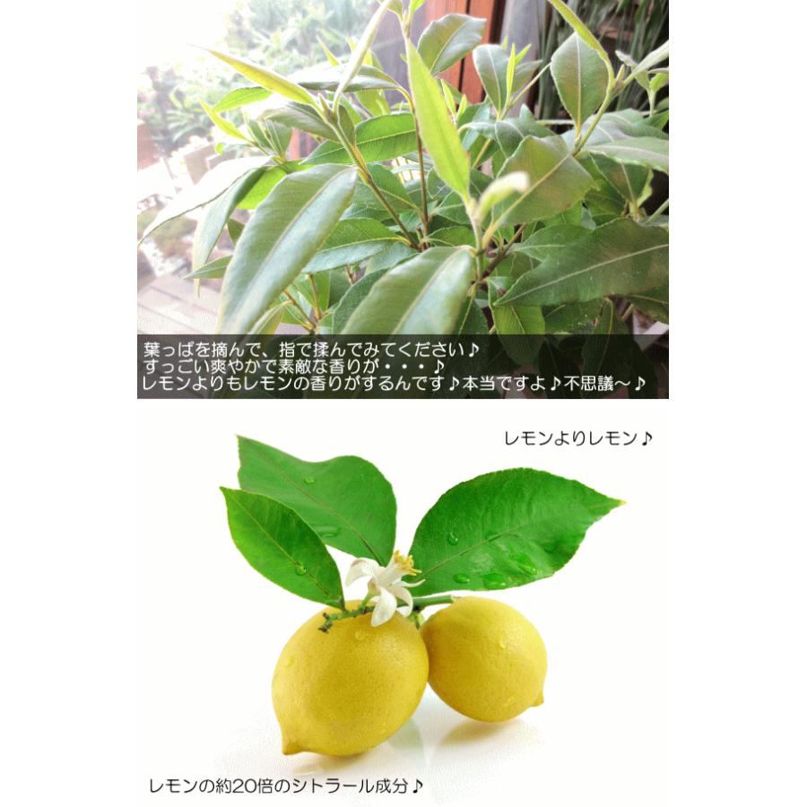 ハーブ レモンマートルの木 4号鉢サイズ 鉢植え ハーブティー アロマ効果 虫よけ 虫除け 庭木 シンボルツリー 観葉植物 ミニ 花苗 鉢花 インテリアグリーン Lemonmyrtle 03 薫る花 通販 Yahoo ショッピング