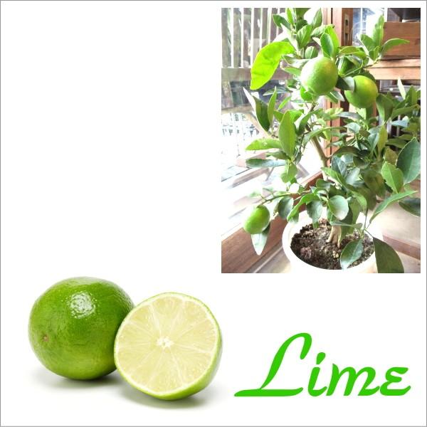 ライムの木 7号鉢サイズ 鉢植え タヒチライム 接ぎ木 接木 苗 苗木 常緑 柑橘類 果樹苗 果樹苗木 フルーツ 庭木 シンボルツリー 観葉植物 Lime 01 薫る花 通販 Yahoo ショッピング