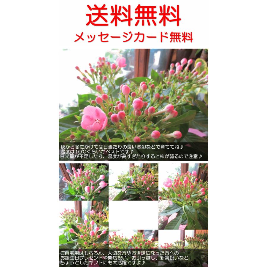 におい桜 ルクリア シャルロッテ 5号鉢サイズ 鉢植え 花 フラワー 鉢花 プレゼント ギフト アッサム においざくら 匂い桜 ニオイサクラ 敬老の日ギフト Luculia 01 薫る花 通販 Yahoo ショッピング