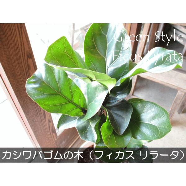 カシワバゴムの木 バンビーノ 曲がり仕立て 7号鉢サイズ 白色 カシワバゴムの木 バンビーノ 曲がり仕立て 7号鉢サイズ 白色