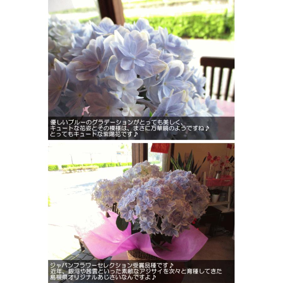 アジサイ 万華鏡 5号鉢サイズ 鉢植え 島根県産 ブルー 青色 水色 あじさい 紫陽花 送料無料 薫る花 フラワー 鉢花 花鉢 母の日ギフト 母の日特集 21年 Mangekyo 01 薫る花 通販 Yahoo ショッピング