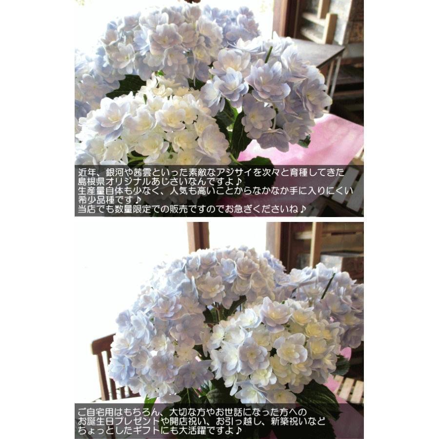 アジサイ 万華鏡 5号鉢サイズ 鉢植え 島根県産 ブルー 青色 水色