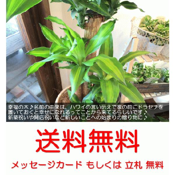 幸福の木 ドラセナ マッサンゲアナ 8号鉢サイズ 鉢植え 薫る花 観葉植物 おしゃれ インテリアグリーン 大型 中型　お誕生日プレゼント 開店祝い｜kaoruhana｜04