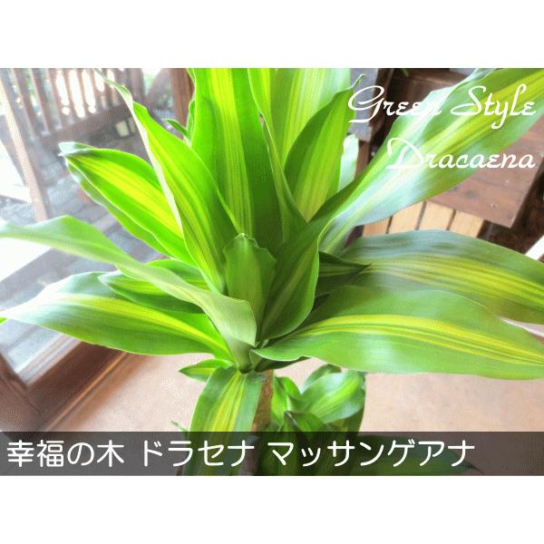 幸福の木 ドラセナ マッサンゲアナ 7号鉢サイズ 鉢植え 送料無料 薫る花 観葉植物 おしゃれ インテリアグリーン 大型 中型 お誕生日プレゼント 開店祝い Massangeana 03 薫る花 通販 Yahoo ショッピング