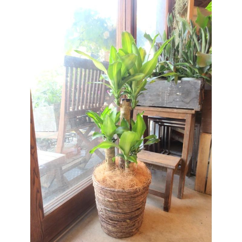幸福の木 ドラセナ マッサンゲアナ 7号鉢サイズ 鉢植え 送料無料 薫る花 観葉植物 おしゃれ インテリアグリーン 大型 中型 お誕生日プレゼント 開店祝い Massangeana 03 薫る花 通販 Yahoo ショッピング