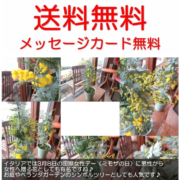 ミモザアカシア 銀葉アカシア 4号鉢サイズ 鉢植え 苗木 送料無料 薫る花 庭木 シンボルツリー 常緑樹 小型 ミニ ギンヨウアカシア ミモザの日 観葉植物 おしゃれ Mimosa 01 薫る花 通販 Yahoo ショッピング