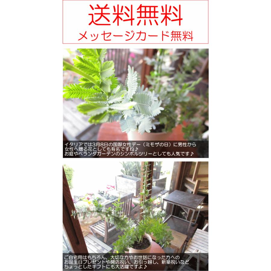 ミモザアカシア 銀葉アカシア 5号鉢サイズ 鉢植え 苗木 送料無料 薫る花 庭木 シンボルツリー 常緑樹 小型 ミニ ギンヨウアカシア ミモザの日 観葉植物 おしゃれ Mimosa 02 薫る花 通販 Yahoo ショッピング