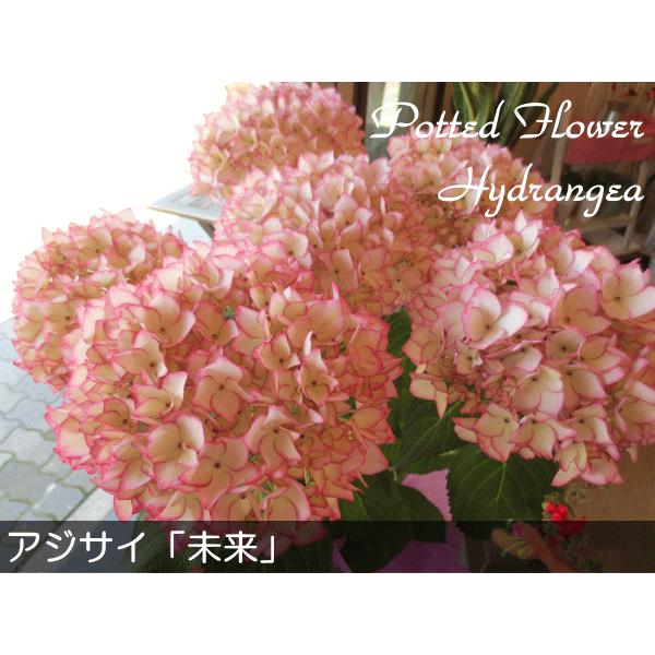アジサイ 未来 5号鉢サイズ 鉢植え 花 フラワー 鉢花 プレゼント ギフト 贈り物 紫陽花 あじさい ハイドランジア 母の日ギフト 母の日特集 22年 Mirai6 01 薫る花 通販 Yahoo ショッピング