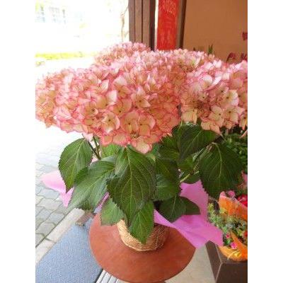 アジサイ 未来 5号鉢サイズ 鉢植え 花 フラワー 鉢花 プレゼント ギフト 贈り物 紫陽花 あじさい ハイドランジア 母の日ギフト 母の日特集 22年 Mirai6 01 薫る花 通販 Yahoo ショッピング