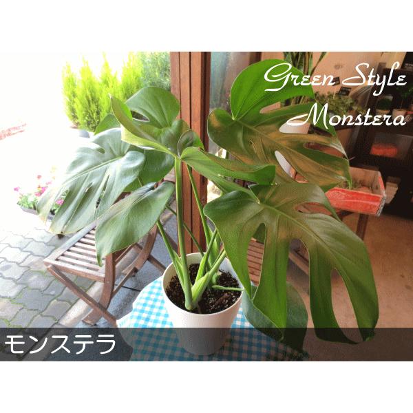 モンステラ(デリシオーサ)6号鉢サイズ 観葉植物 ミニ モンステラ(デリシオーサ)6号鉢サイズ 観葉植物 ミニ