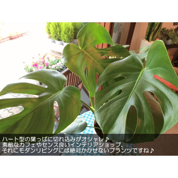 モンステラ(デリシオーサ)6号鉢サイズ 観葉植物 ミニ モンステラ(デリシオーサ)6号鉢サイズ 観葉植物 ミニ