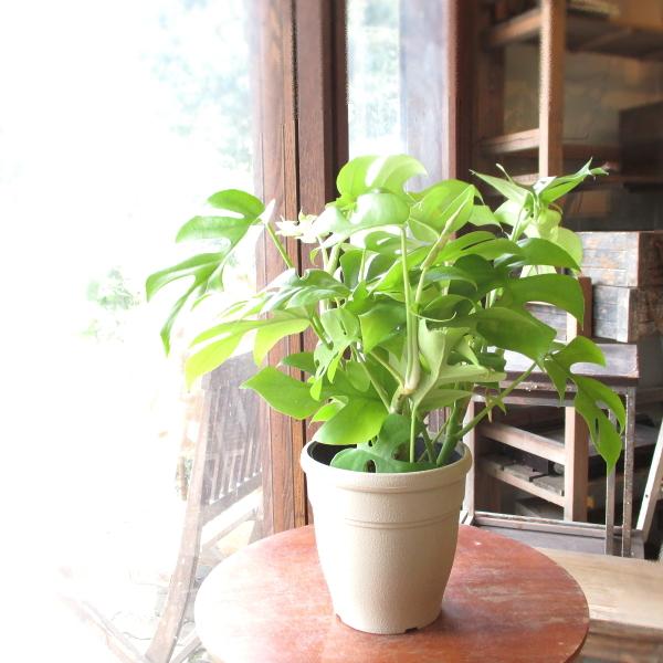 週末特価！ヒメモンステラ　姫モンステラ　苗　苗木　観葉植物　7号鉢　タワー 姫モンステラ ヒメモンステラ 5号鉢サイズ 鉢植え ペルツーサ 薫る花