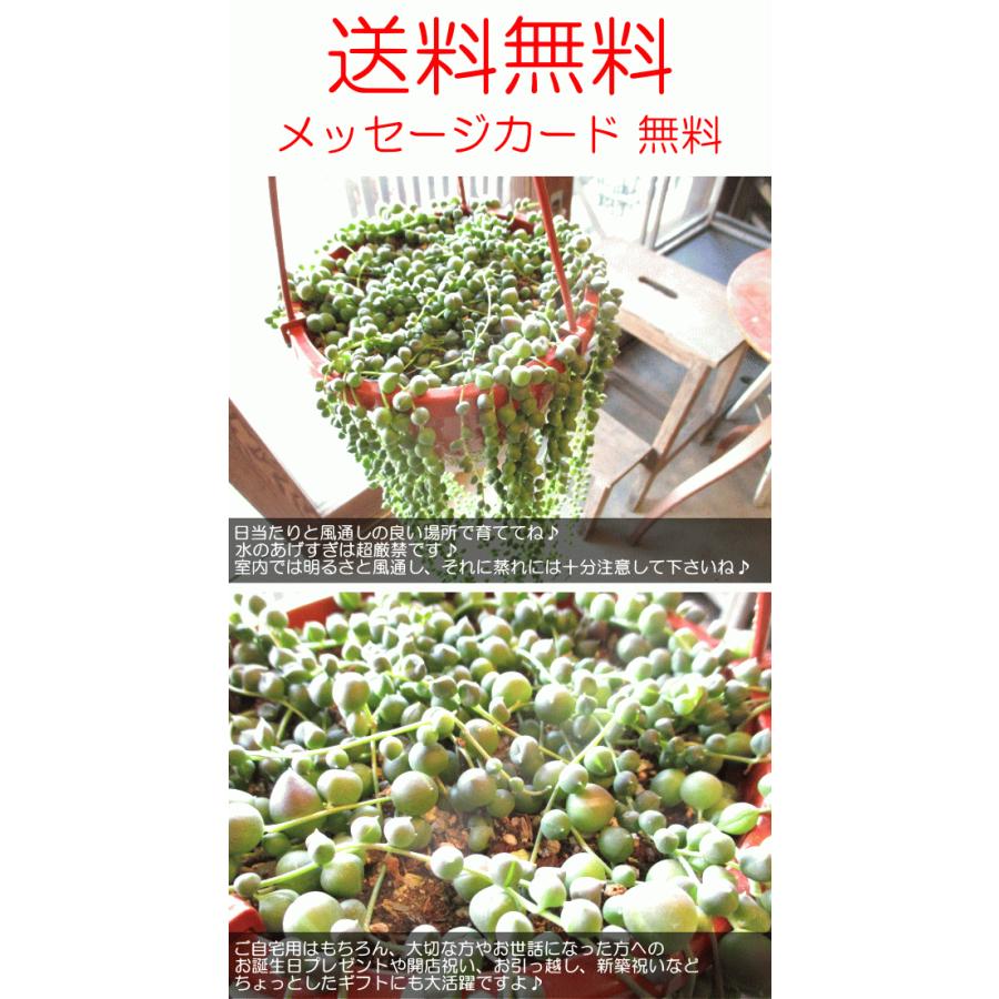 グリーンネックレス 6号吊り鉢 鉢植え 多肉植物 セネシオ 緑の鈴 吊り下げ ぶら下げ 送料無料 薫る花 観葉植物 おしゃれ インテリアグリーン 小型 ミニ Necklace 01 薫る花 通販 Yahoo ショッピング
