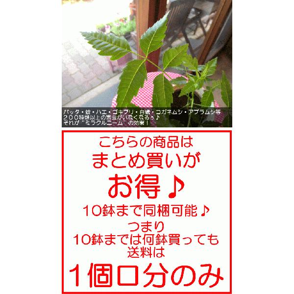 ニームの木 4号鉢サイズ 害虫サヨナラ 虫除け効果 人気 鉢植え 苗木 薫る花 蚊除け 防虫 虫よけ ミラクルニーム ミラクルハーブ 庭木 シンボルツリー 小型 ミニ Neem4 001 薫る花 通販 Yahoo ショッピング