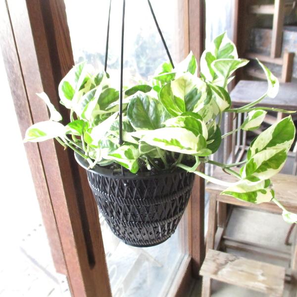 ポトス エンジョイ 5号吊り鉢 鉢植え 吊り下げ ぶら下げ ハンギング