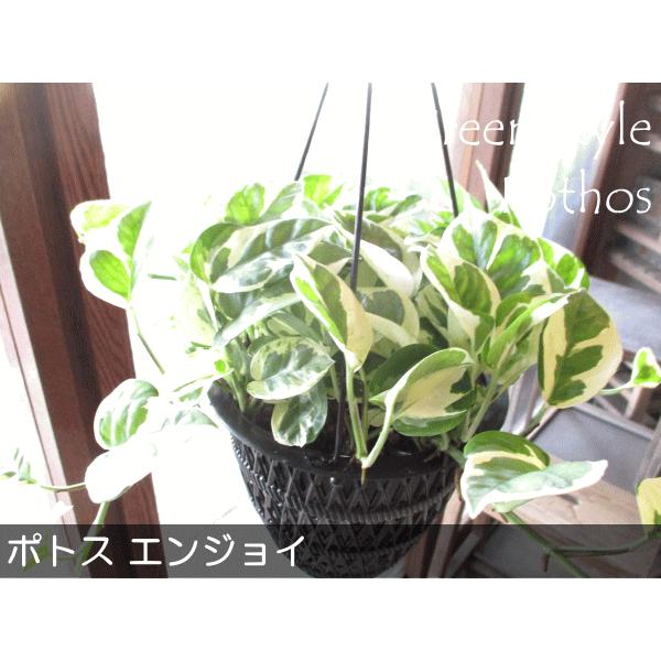 ポトス エンジョイ 5号吊り鉢 鉢植え 吊り下げ ぶら下げ ハンギング