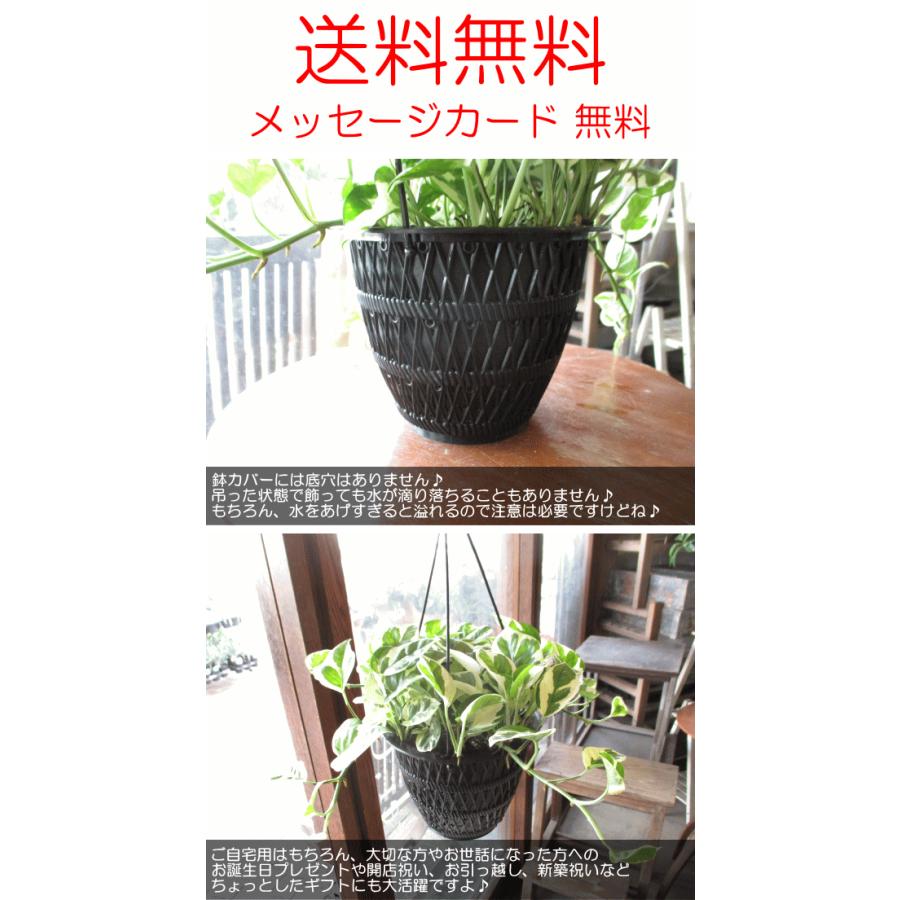 ポトス エンジョイ 5号吊り鉢 鉢植え 吊り下げ ぶら下げ ハンギング