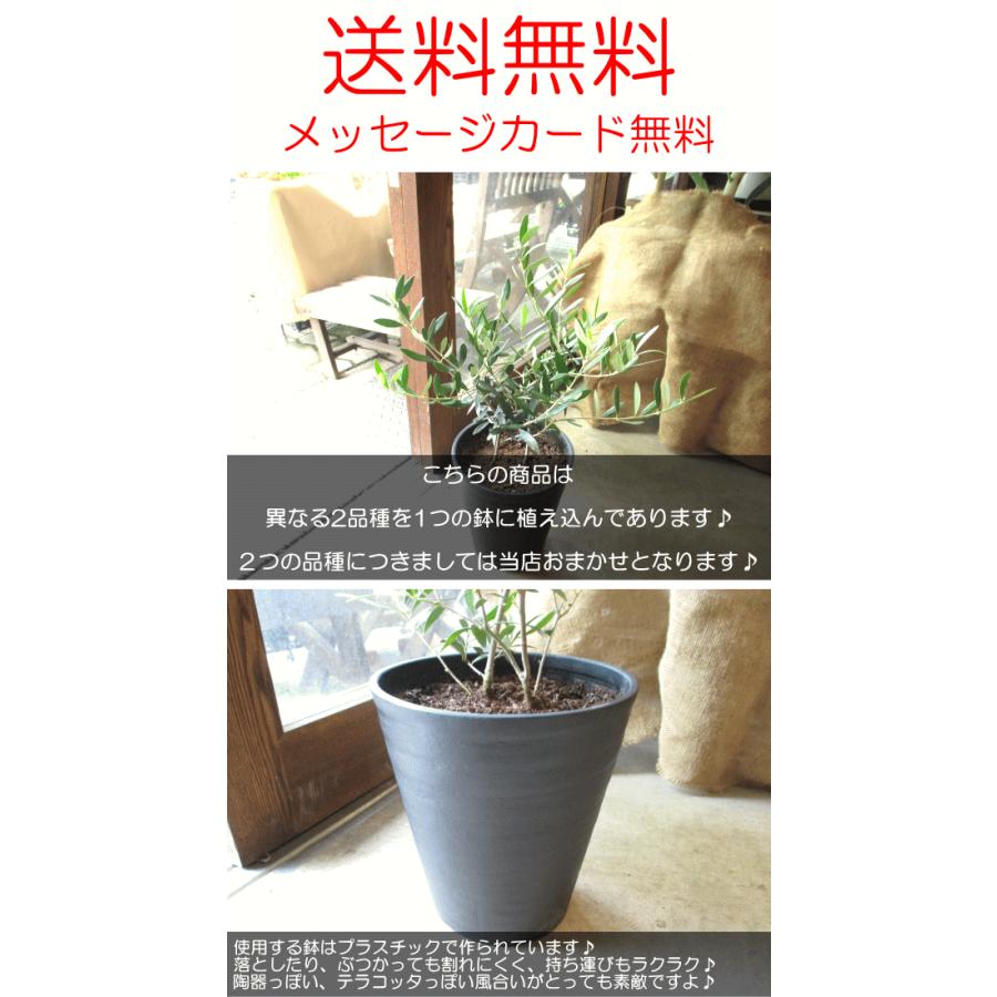 オリーブの木 2品種植え 7号鉢サイズ 黒色 セラアート鉢 オリーブの木 2品種植え 7号鉢サイズ 黒色 セラアート鉢