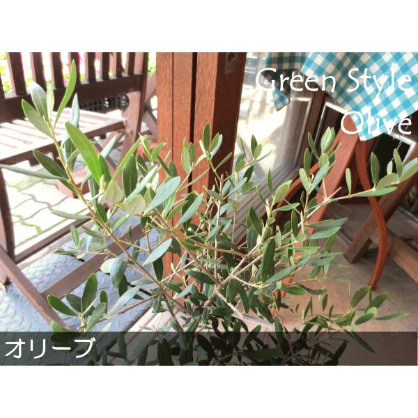 オリーブの木 5号鉢サイズ 鉢植え 苗木 オリーブ 薫る花 庭木 シンボル