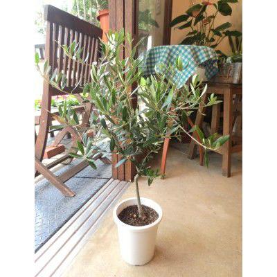 オリーブの木 5号鉢サイズ 鉢植え 苗木 オリーブ 薫る花 庭木 シンボル
