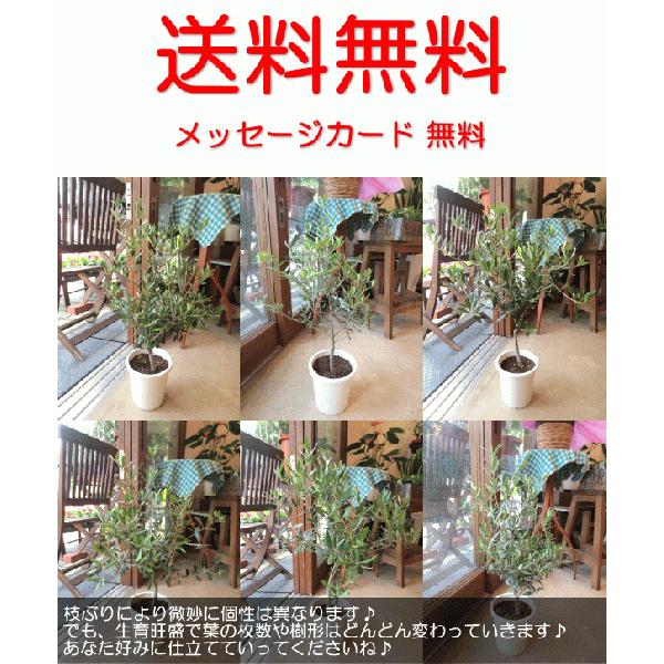 オリーブの木 5号鉢サイズ 鉢植え 苗木 オリーブ 薫る花 庭木 シンボル