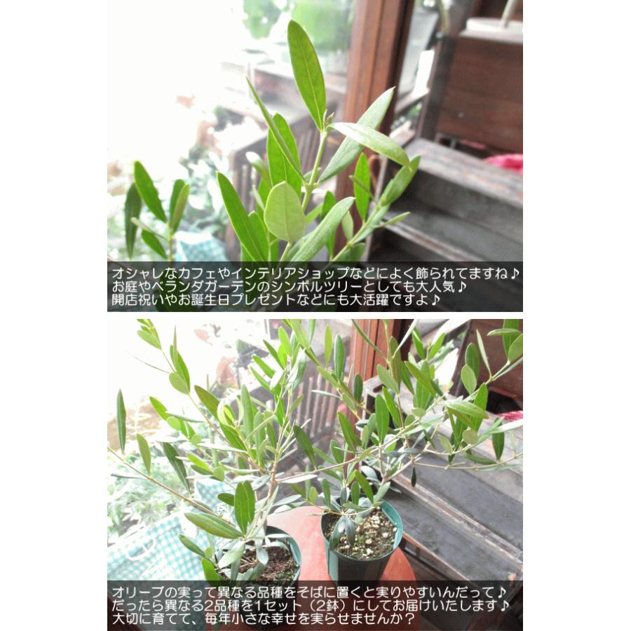 2品種セット オリーブの木 4号鉢サイズ 鉢植え 苗木 薫る花 庭木 シンボルツリー 常緑樹 中型 小型　お誕生日プレゼント 贈り物 開店祝い 引越し祝い｜kaoruhana｜04