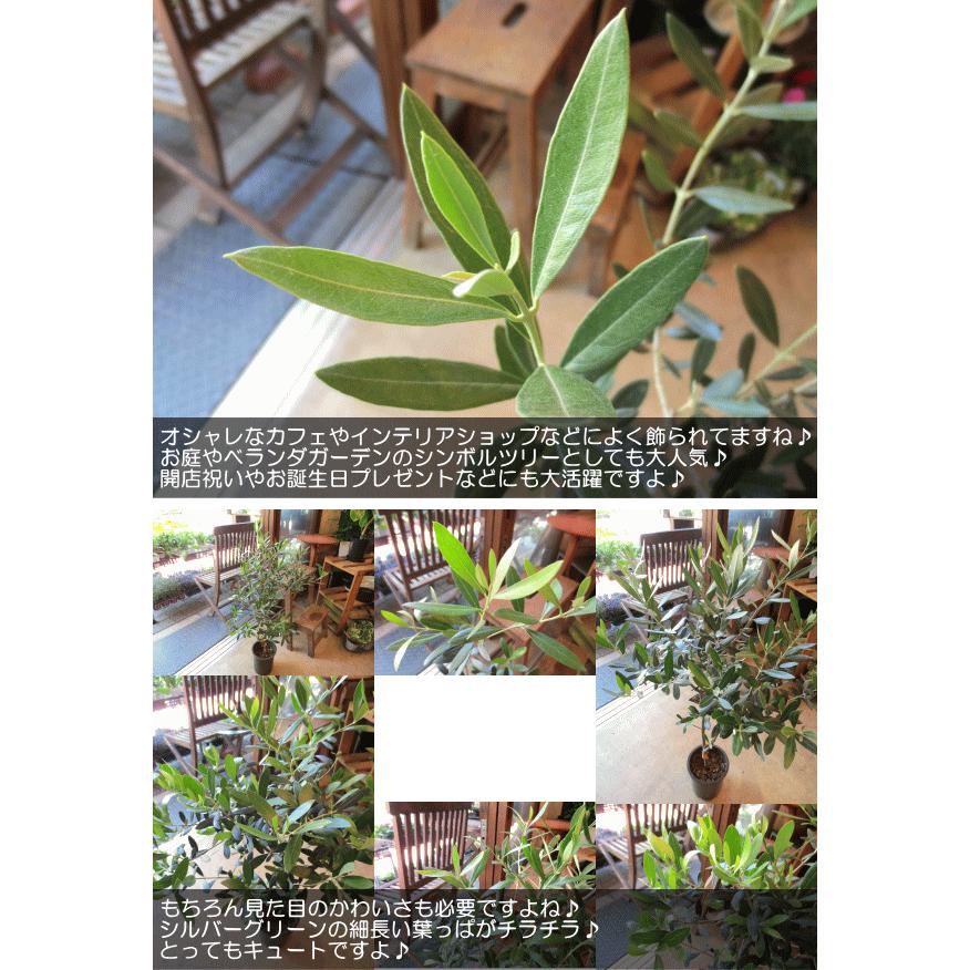 オリーブの木 6号鉢サイズ 鉢植え 苗木 オリーブ 送料無料 薫る花 庭木 シンボルツリー 常緑樹 大型 中型 Olive6 01 薫る花 通販 Yahoo ショッピング
