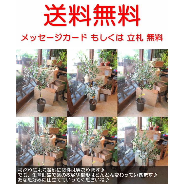 Item Shopping C Yimg Jp I N Kaoruhana Olive6 01 4