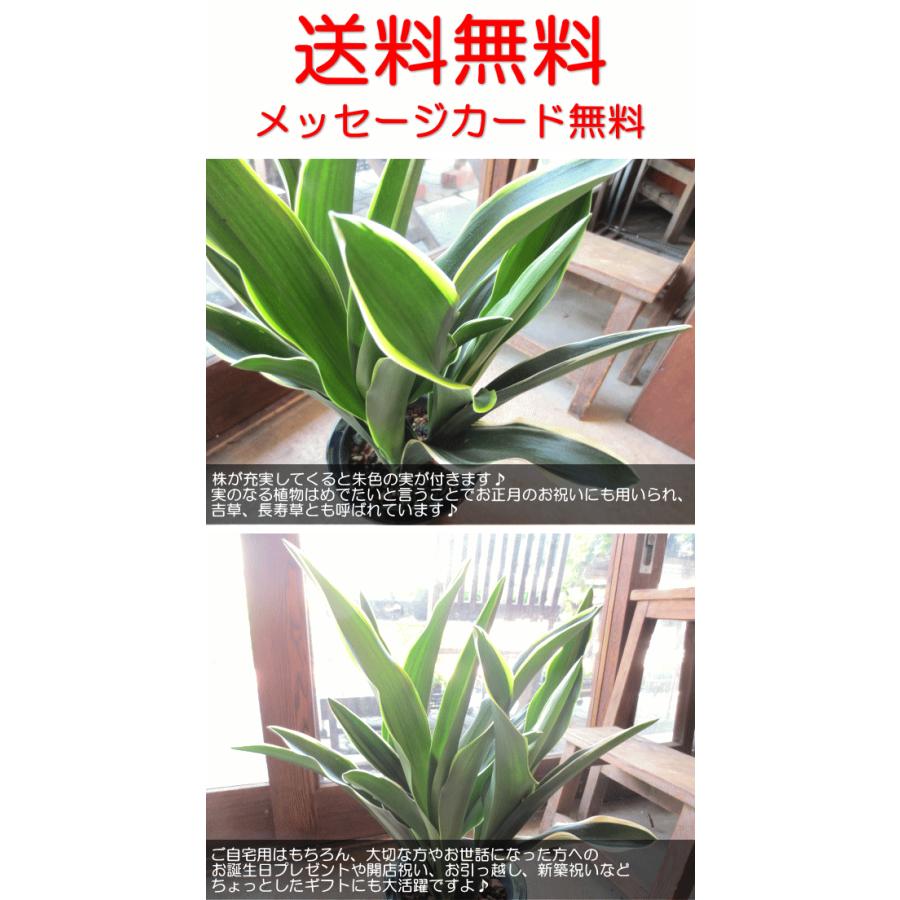 万年青 オモト おもと 都城 5.5号鉢サイズ 鉢植え 観葉植物 ミニ 万年青 オモト おもと 都城 5.5号鉢サイズ 鉢植え 観葉植物 ミニ