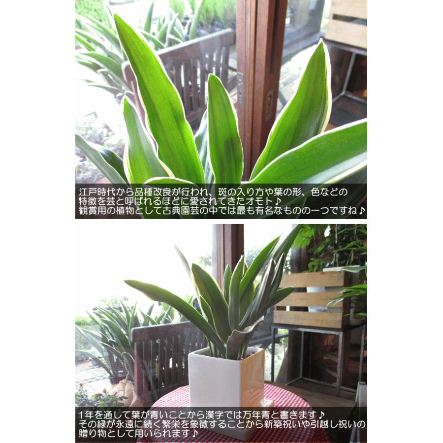 万年青 オモト おもと 都城 白色 スクエア 陶器鉢 鉢植え 観葉植物 ミニ プレゼント お誕生日 開店祝い 引越し祝い 引っ越し祝い 新築祝い 庭木 シンボルツリー Omoto 03 薫る花 通販 Yahoo ショッピング