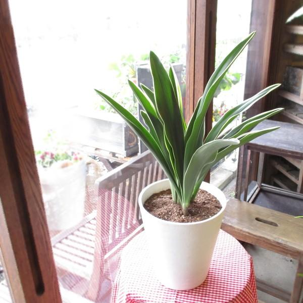 1940円 パーティを彩るご馳走や 万年青 オモト おもと 都城 7号鉢サイズ 白色 セラアート鉢 鉢植え 薫る花 庭木 シンボルツリー 常緑樹 大型 中型 引越し祝いの大定番 新築祝い