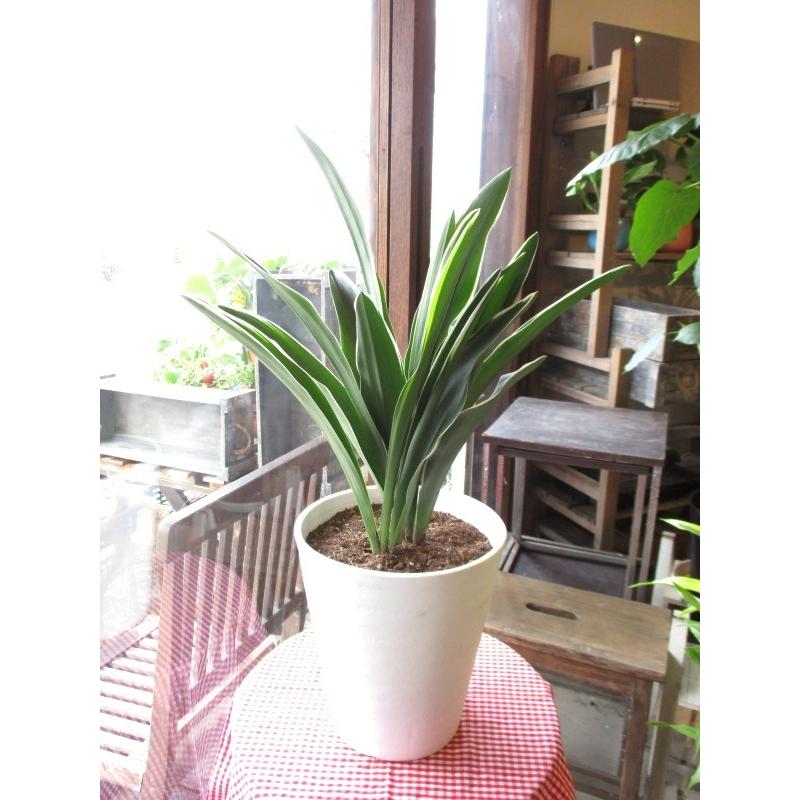 万年青 オモト おもと 都城 7号鉢サイズ 白色 セラアート鉢 鉢植え 送料無料 薫る花 庭木 シンボルツリー 常緑樹 大型 中型 引越し祝いの大定番 新築祝い Omoto 04 薫る花 通販 Yahoo ショッピング