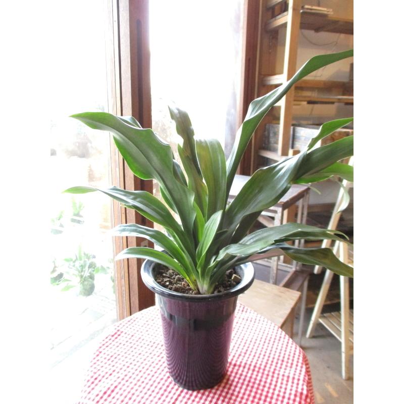 万年青 オモト 有田のおもと 宗石 5 5号鉢サイズ 鉢植え ありだ ありた 薫る花 庭木 シンボルツリー 常緑樹 小型 ミニ 観葉植物 引越し祝いの大定番 Omoto 06 薫る花 通販 Yahoo ショッピング