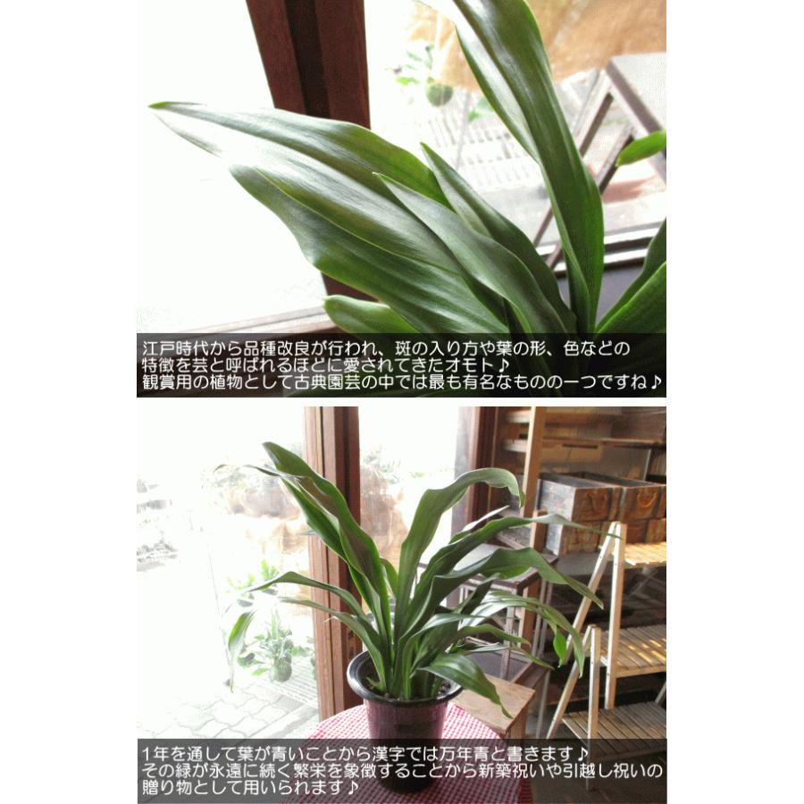 万年青 オモト 有田のおもと 宗石 5.5号鉢サイズ 鉢植え ありだ ありた 薫る花 庭木 シンボルツリー 常緑樹 小型 ミニ 観葉植物 引越し祝いの大定番｜kaoruhana｜04