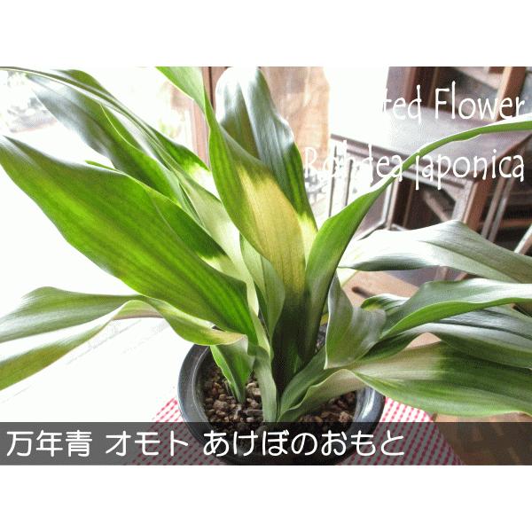 万年青 オモト あけぼのおもと 宗石 5.5号鉢サイズ 鉢植え 曙 薫る花