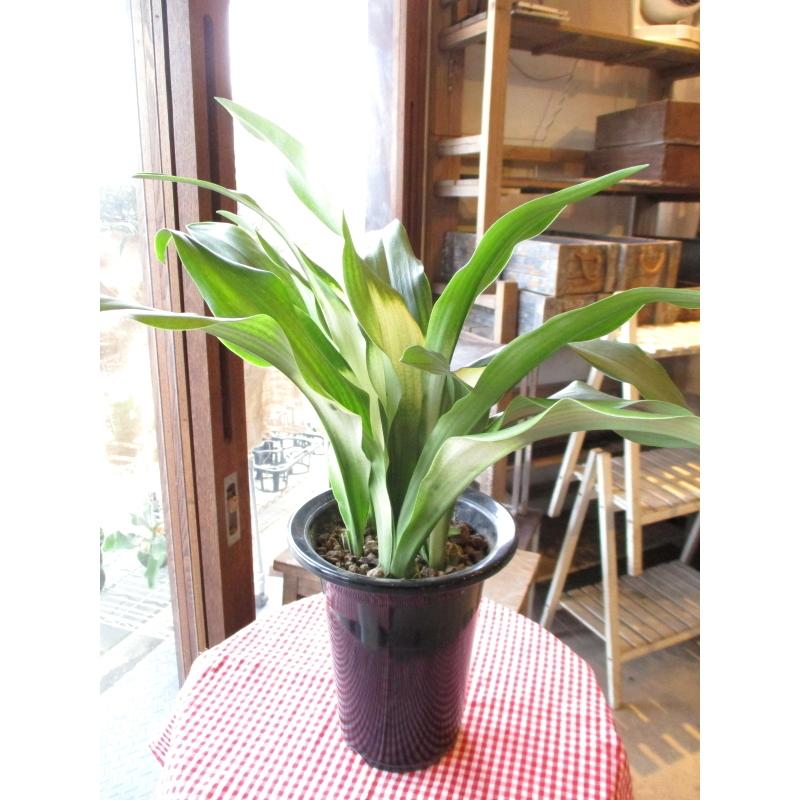 万年青 オモト あけぼのおもと 宗石 5.5号鉢サイズ 鉢植え 曙 薫る花