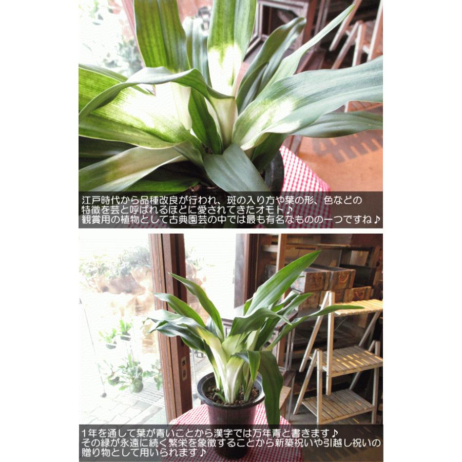 万年青 オモト あけぼのおもと 宗石 5.5号鉢サイズ 鉢植え 曙 薫る花