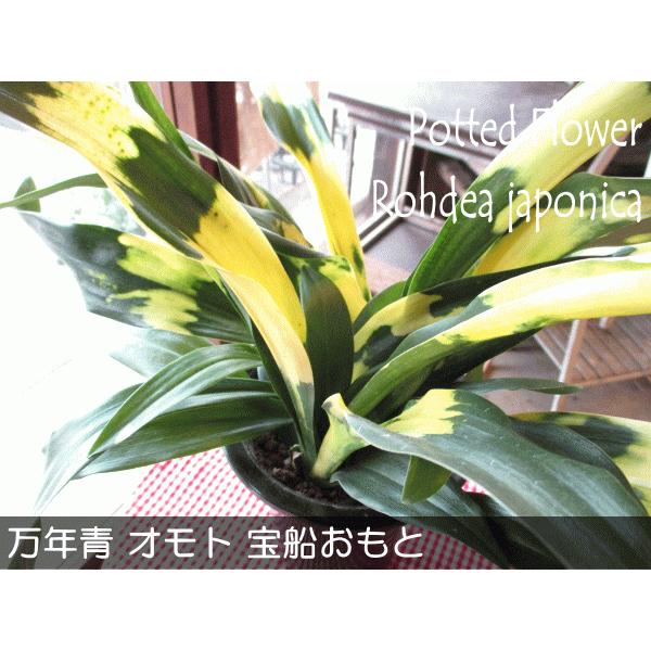 万年青 オモト 宝船おもと 宗石 5.5号鉢サイズ 鉢植え たからぶね 薫る